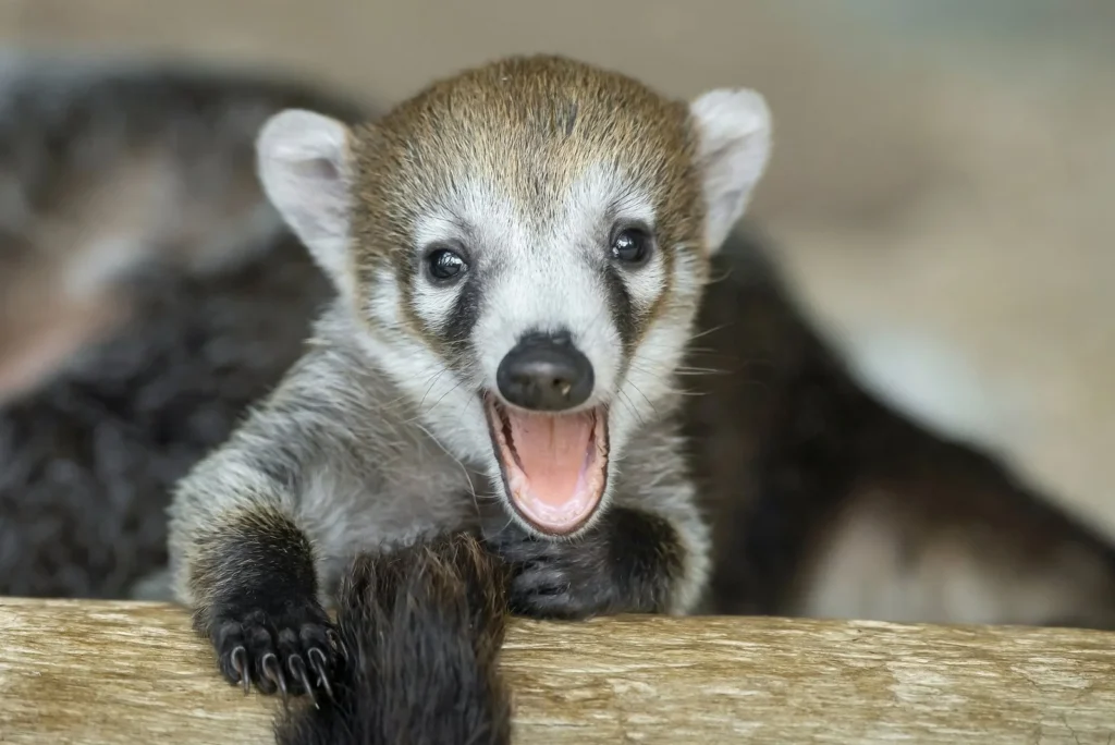 Alles, was du über den Nasenbär wissen musst nasenbär